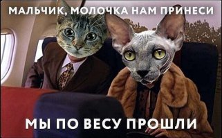 ЯМыТолстыйКот: за что весь интернет затроллил "Аэрофлот"