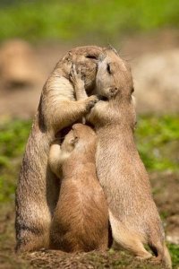 Дико забавные! Объявлены победители конкурса смешных фотографий природы