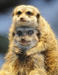 Дико забавные! Объявлены победители конкурса смешных фотографий природы