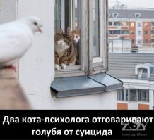 Среди животных тоже есть психологи :   :)