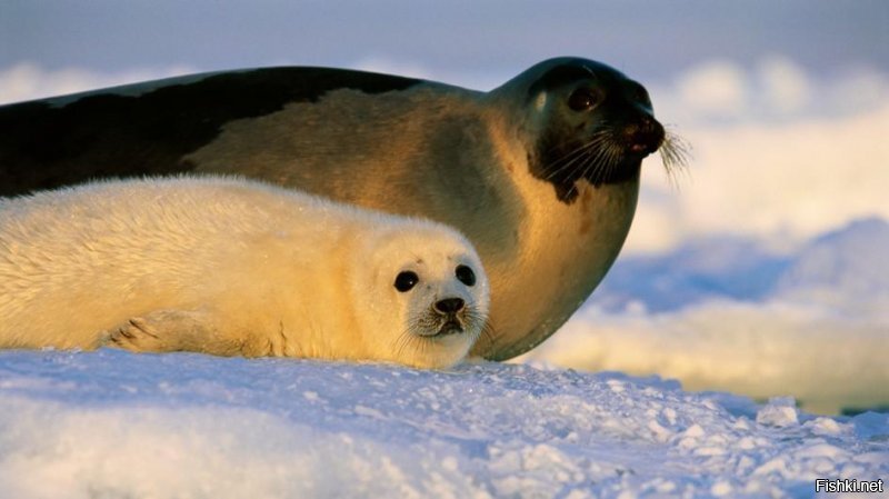 Какая нерпа, это белек. Нерпа это пресноводный полноценный тюлень.
А белек - детеныш тюленя (ну и нерпы тоже).  Есть разница между взрослой нерпой и бельком? И что нарисовано в ребусе?
