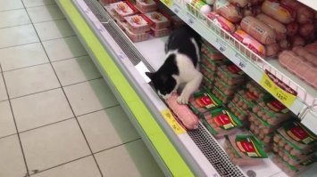Это не правильный кот, который ел кошачью еду в магазин.... а вот в это я больше поверю