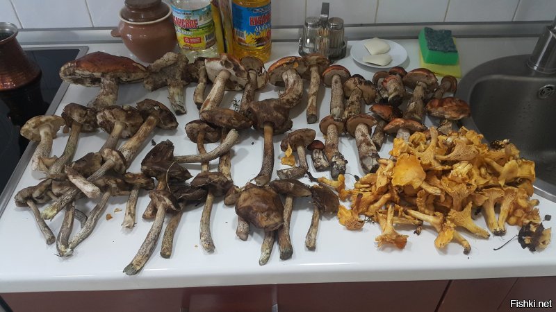 А у нас в Подмосковье белых вообще не было, лисичек совсем немного собрал а вот подосиновиков было просто море