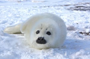 Это детеныш тюленя - белек