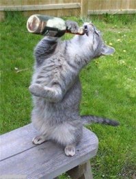 Вот еще немного алкокотов