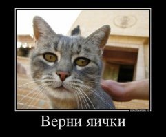 Образ кота в демотиваторах