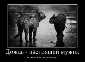 Образ кота в демотиваторах