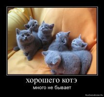 Образ кота в демотиваторах