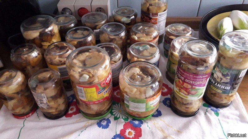 Промышленно вырывают , это я точно знаю потому что моя мать в 99 году год работала на шампиньонной фабрике , а работала там только по тому что язык плохо знала . Я когда как если ножик забыл то выкручиваю ,если все ок то срезаю . Как практика показывает около срезанного гриба и через 2 недели не чего не будет , они заразы вылезут в метрах 2х . Я просто грибы очень люблю , мясо кушать не буду а вот боровичка или подливу с коньяком или вином это да .  Эти фотки после первого похода за грибами :) с второго и 3тего лучше не выставлять ;))) там уже азарт был