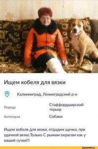 10 креативных и неожиданных объявлений с «Авито»