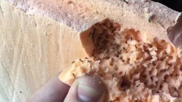 а пеноплекс муравьи кушать любят )