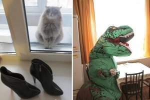 Кот: Это что ещё за хрень?!