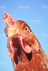 кококококококо