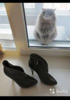 Что же такое кот увидел что приобрёл такой охреневший вид? Что-то с этими не так...