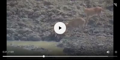 У птички максимальный уровень пофигизма!