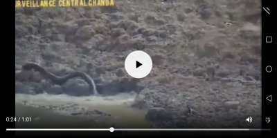 У птички максимальный уровень пофигизма!