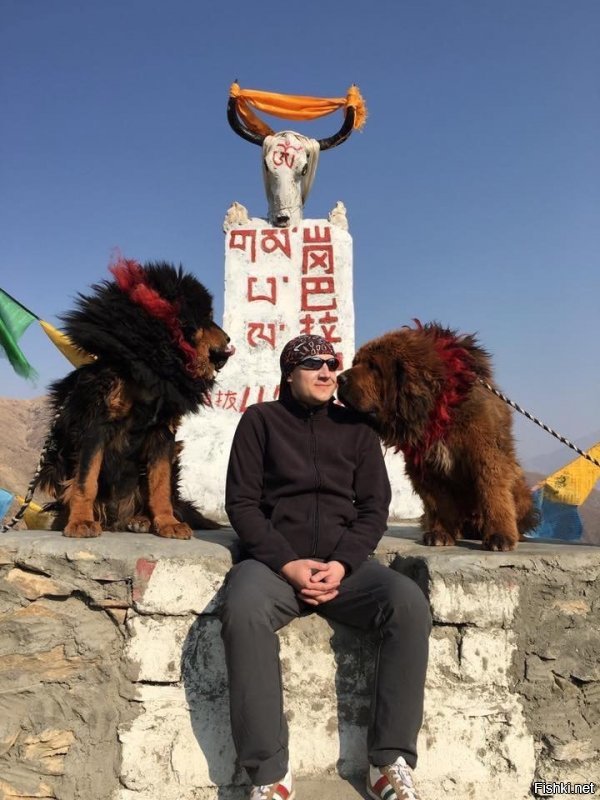 Вот, они в привычных для себя условиях. Я в Тибете 2017. И мля конченные изверги, кто заводит их на равнинных территориях, где  еще и жарко. Псы обуевают, когда жара и злые дико. А на родине им хорошо.