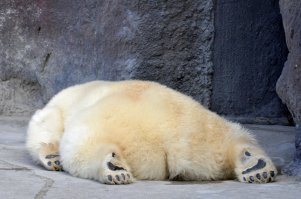 Прикольные и смешные картинки