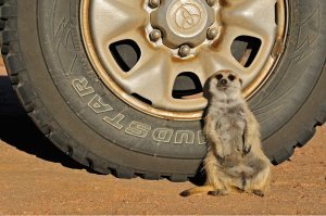 Прикольные и смешные картинки