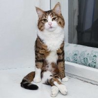 Прикольные и смешные картинки