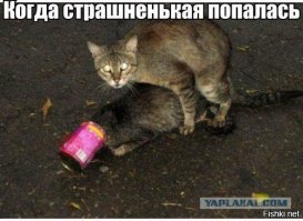 20 смешных моментов, когда кошки влезли в кадр