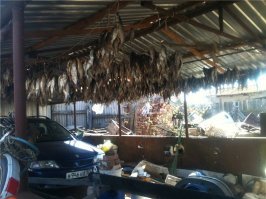 Тоже ездил несколько лет назад в Астраханскую область, Камызякский район. Это наш улов на двоих за два дня. У каждого по одной удочке на два крючка. Вобла. Когда заходит в реку на нерест. Клёв такой, что дольше насаживаешь червяка на крючки, чем ловишь.