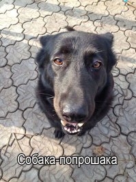 Прикольные и смешные картинки