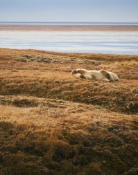 они реально так валяются - сам свидетель