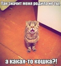 Прикольные и смешные картинки