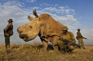 Тут какая то нестыковка.
Нахрена вообще охранять носорога, если у него отпилен рог, и он уже для браконьеров не представляет абсолютно никакого интереса?