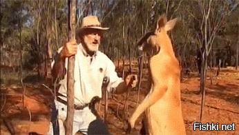 пьяница кенгуру - горе в австралийской семье