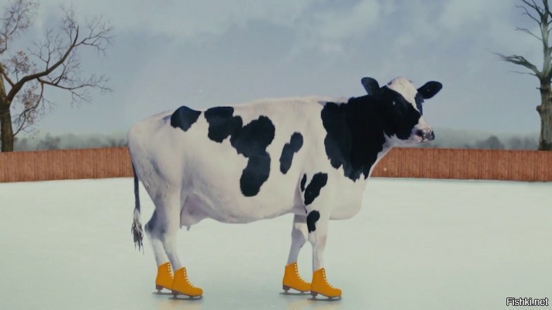 Коровы на льду! В Приамурье на видео засняли страдания бурёнок
