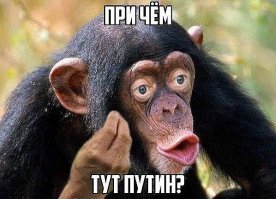 Как погибла тисо-самшитовая роща в Хосте