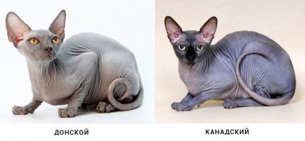 Нормальный кошачий хвост не так выглядит, достаточно посмотреть на сфинска..