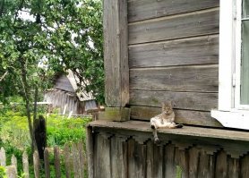 Добротный и красивы пост.
А кот этот, просто красавчик