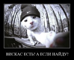 Коты, которые нас удивили