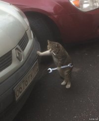 Коты, которые нас удивили