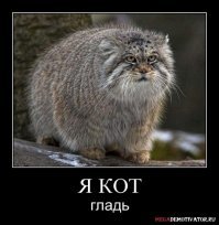 Она думала, что спасла милого котенка, а оказалась это ягуарунди