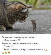 Прикольные и смешные картинки