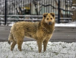 Братья наши меньшие: фотозарисовки с уличными собаками