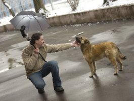 Братья наши меньшие: фотозарисовки с уличными собаками