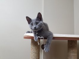Ого, котофей очень на моего похож! Русский голубой с желтыми глазами.