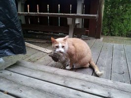 Везет вам. У моего котана ТТХ, похоже лучше заичьих. Носил эти "подарки" периодически" в свое время. От маленьких до больших. Чуть-ли не с себя размером...