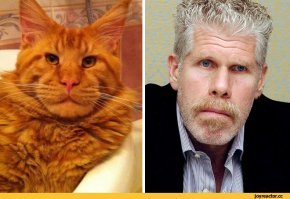 Главного мейнкуна забыли...