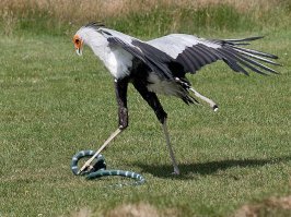 Птица-секретарь. Еще один любитель всякой пресмыкающейся живности.