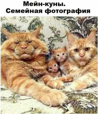 Вот это семья самых обычных котов.   :)