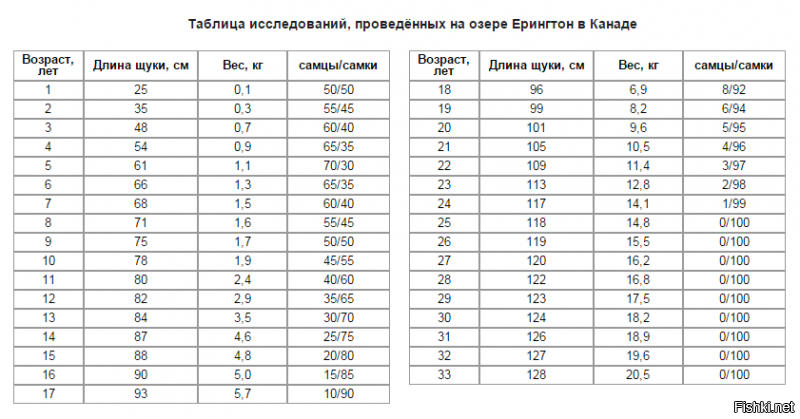 Самая маленькая дикая кошка на планете - само очарование!