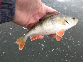 Сегодня был на водохранилище (Моск. обл.)
На большой воде - волны.
По заливам крепкий лёд 8-10см.
Прикладываю отчёт)