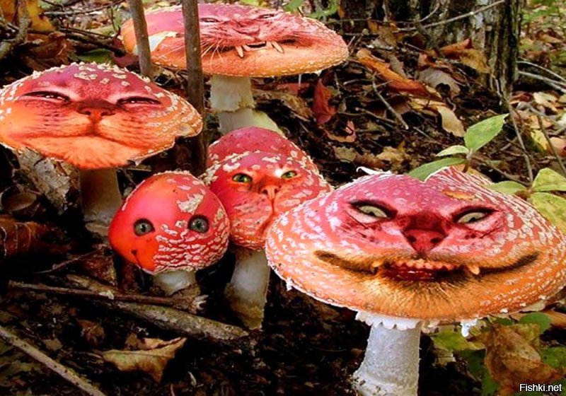Если грибы не растения, то что это такое?