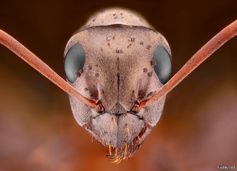 Будет специальный нано браслет. Или на крайний случай фото под микроскопом каждого муравья профиль и анфас.
